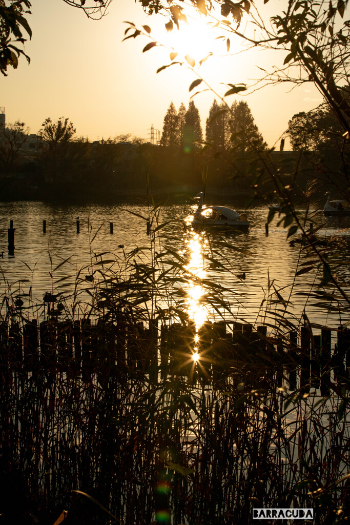 洗足池の夕暮れ