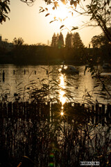 洗足池の夕暮れ