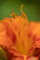 こども植物園7月5日⑥