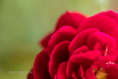 港が見える丘公園⑨