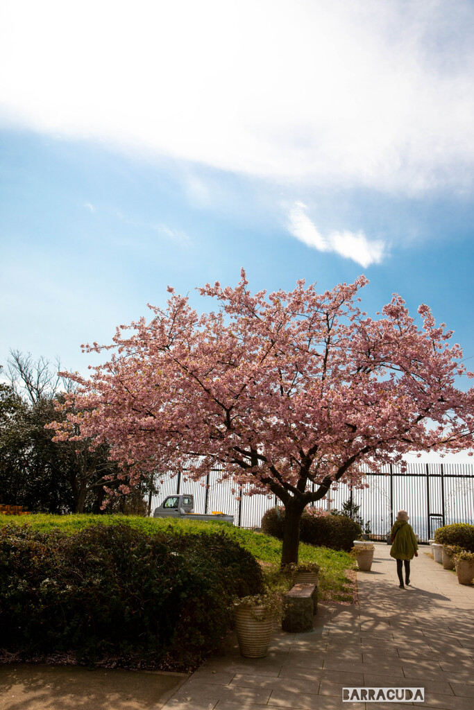 江の島の早咲き桜