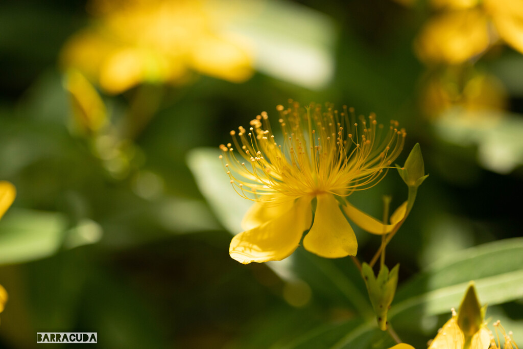 こども植物園の初夏⑥
