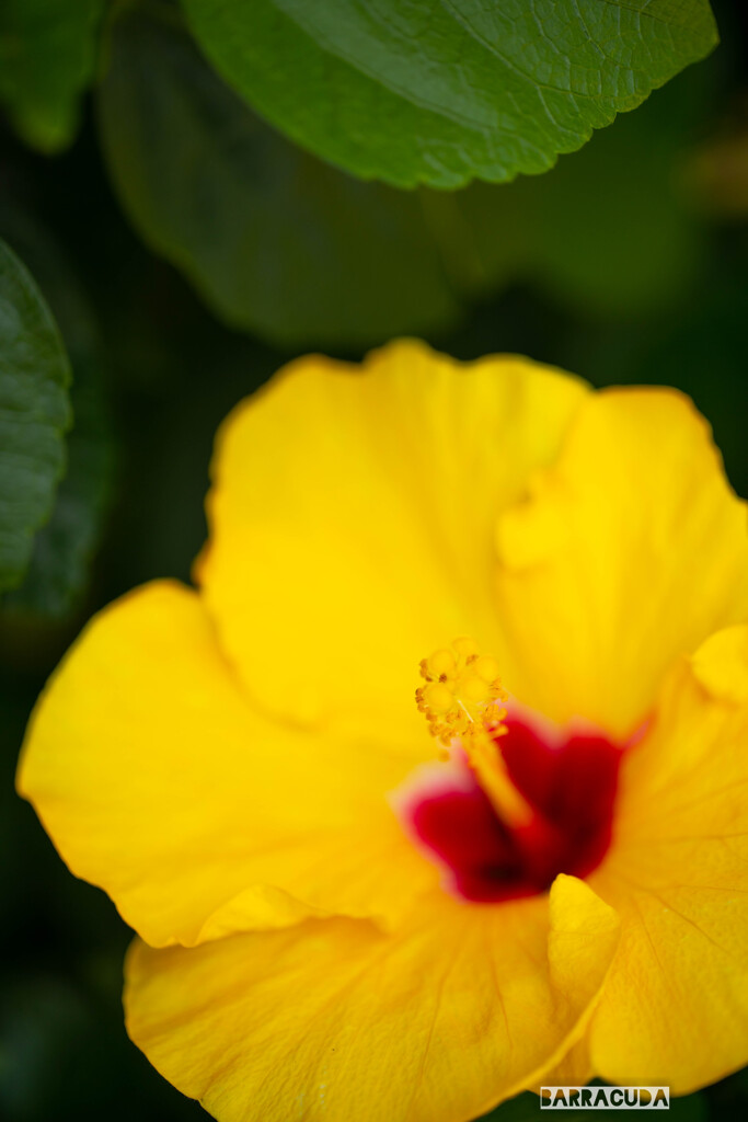 ハイビスカス③