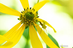 灼熱の小石川植物園⑤