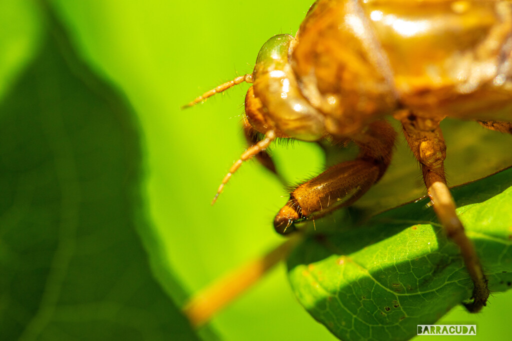 灼熱の小石川植物園②