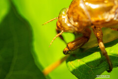 灼熱の小石川植物園②