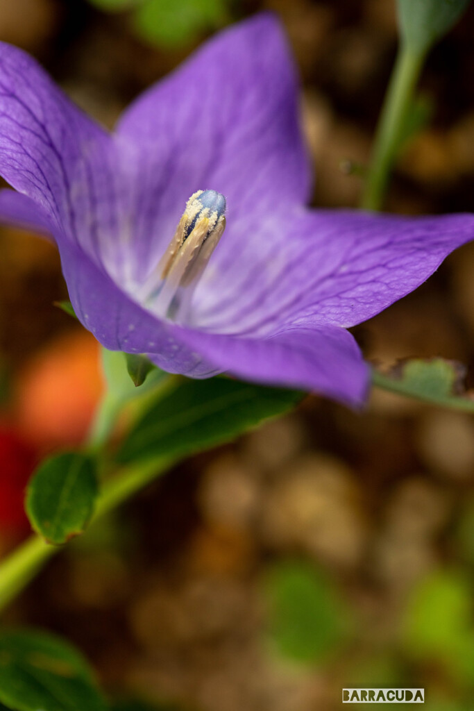 久しぶりのこども植物園⑤