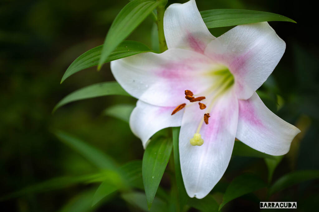 ユリシリーズ⑤