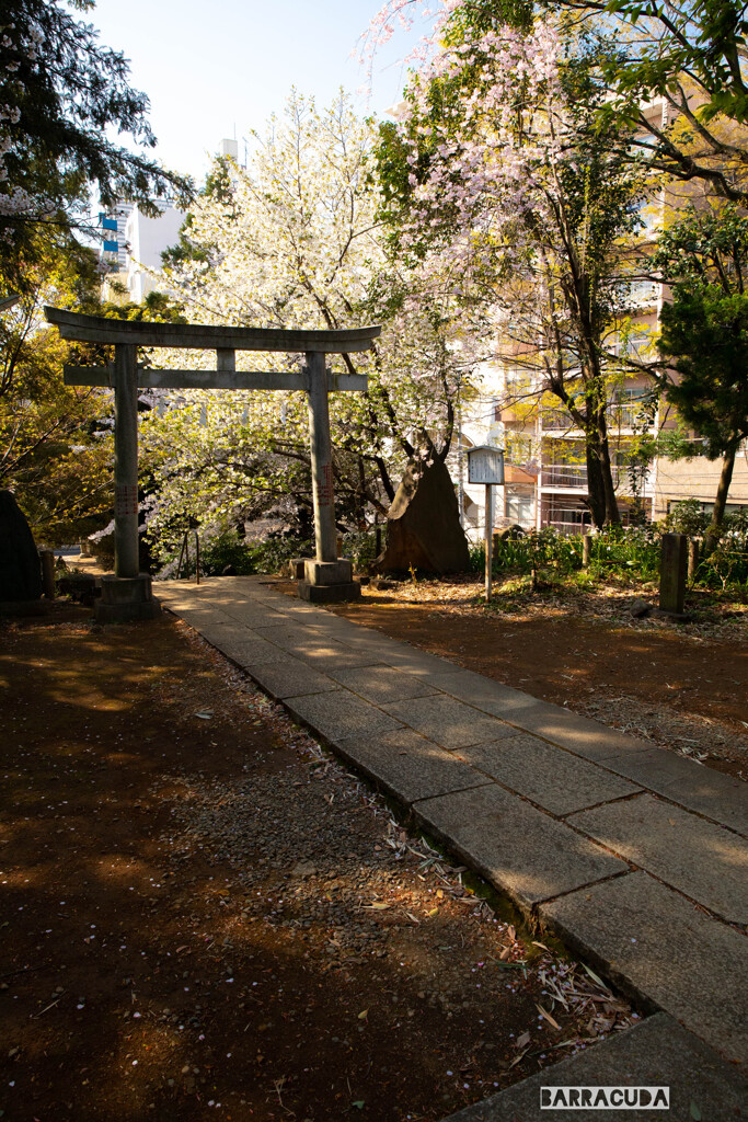 神社と桜