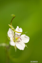 こども植物園の植物たち＆①