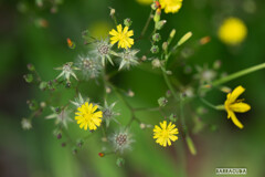 見てください！