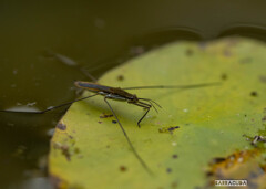 梅雨の申し子?③