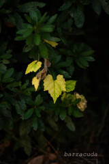 駒沢散策残り⑥