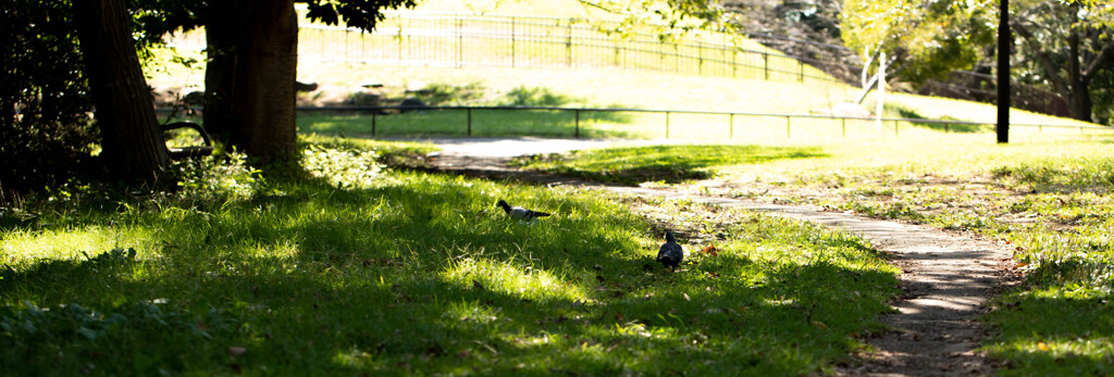 トリミングの妙⑥