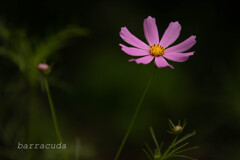 鎌倉・浄智寺、建長寺