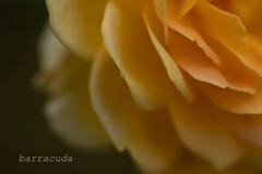 港が見える丘公園⑤