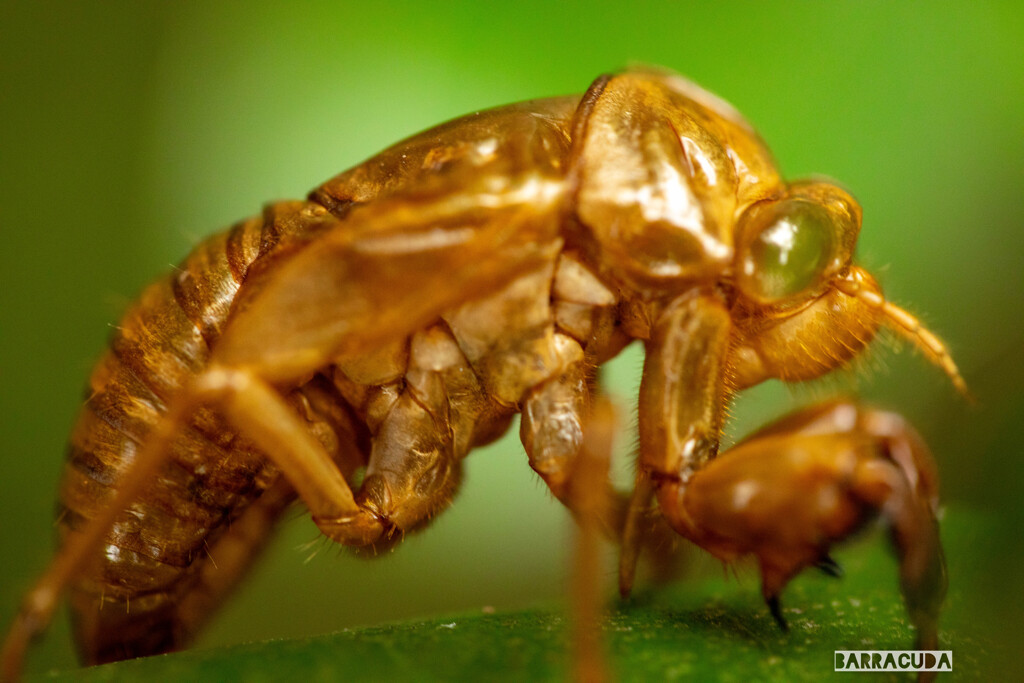 久しぶりのこども植物園で見つけた虫たち⑥