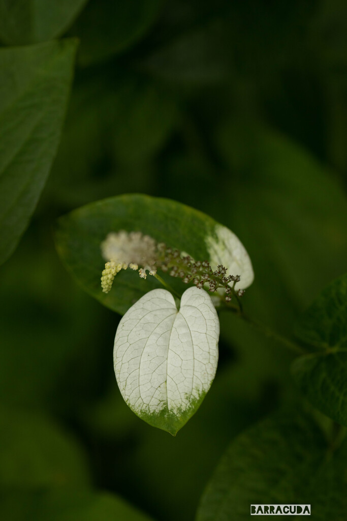 こども植物園7月5日④