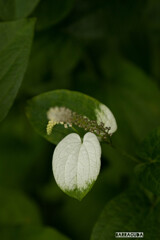 こども植物園7月5日④