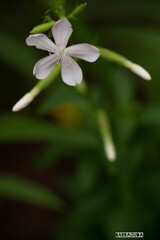 こども植物園の植物たち＆⑨