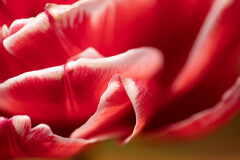 これ、薔薇です