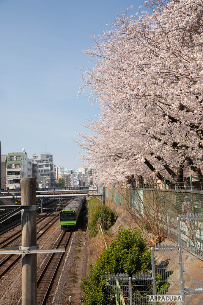 桜と山の手線