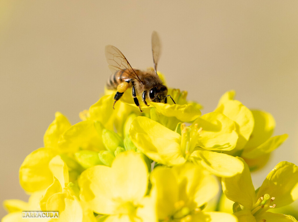菜の花とミツバチ③