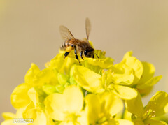 菜の花とミツバチ③