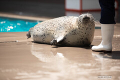 山形旅行『加茂水族館・アザラシ／他編』⑥