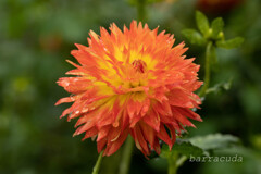 町田ダリア園シリーズⅡ　②