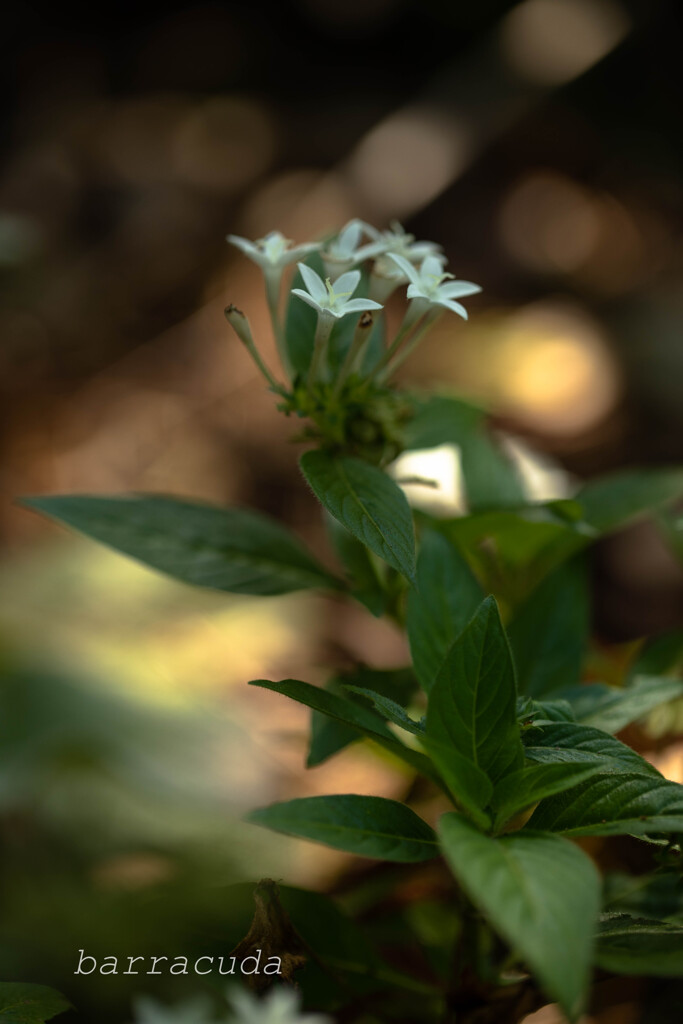 横浜こども植物園にて３