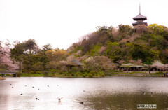 三渓園と根岸森林公園③