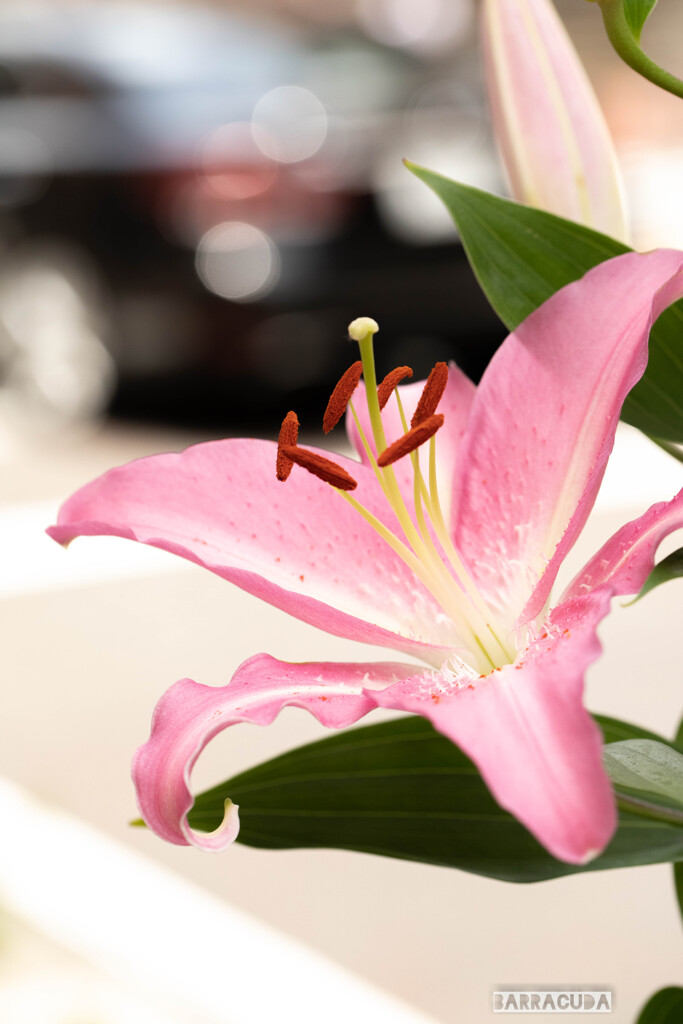 丘公園から馬車道へ（お花編）⑥