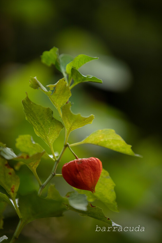 三渓園　茅葺の家