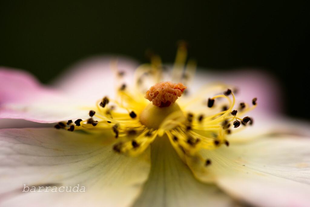 港が見える丘公園⑦