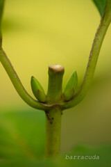 魅力的な葉っぱたち⑤