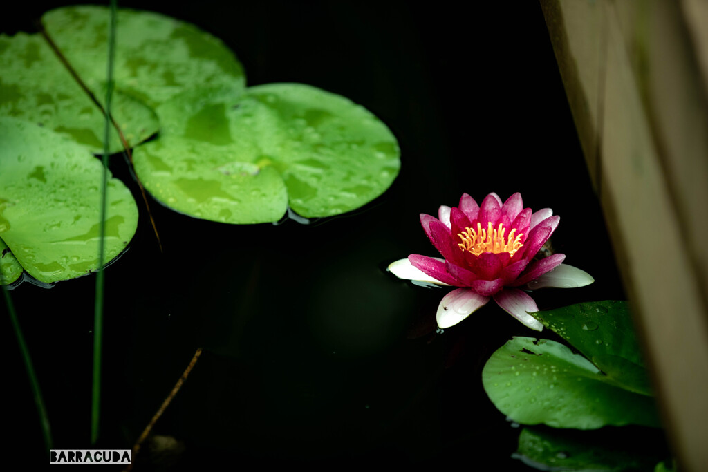 久良岐公園の続き⑦
