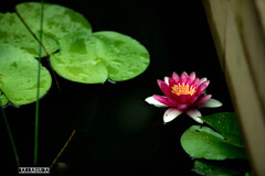 久良岐公園の続き⑦