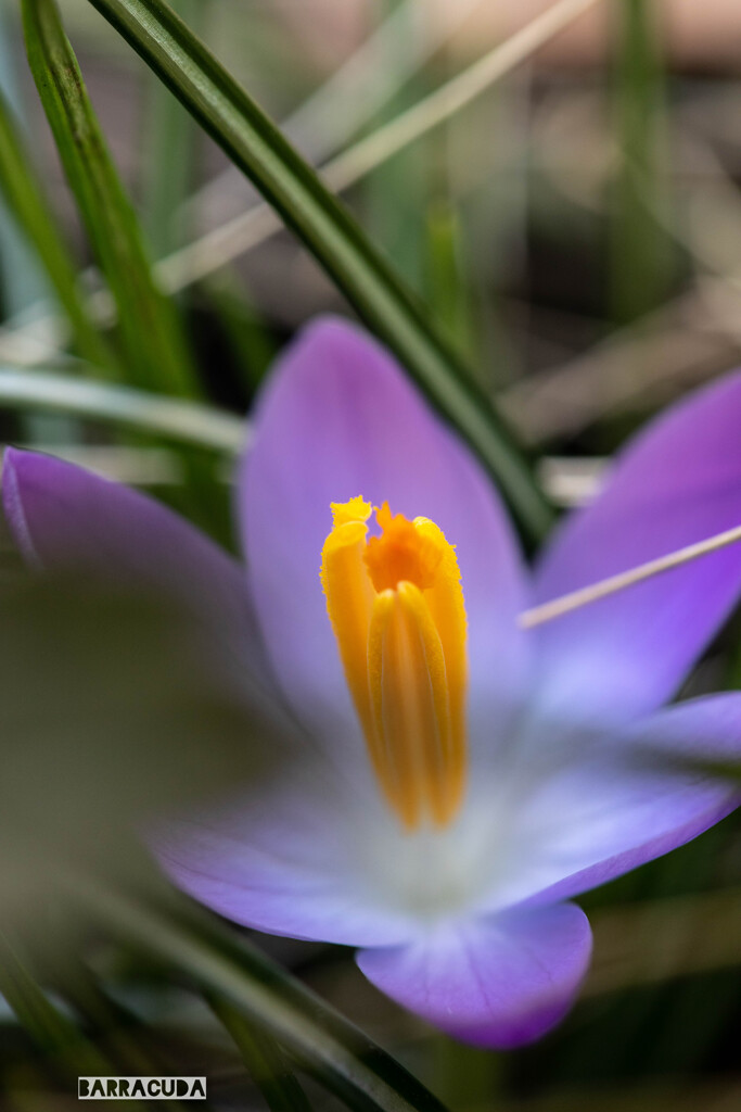 山下公園・港の見える丘公園の花シリーズ③