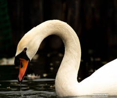 みにくいアヒルの子