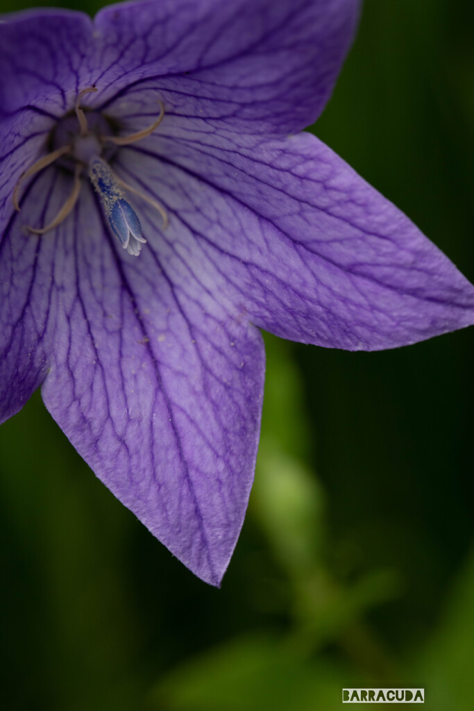 こども植物園7月5日⑤