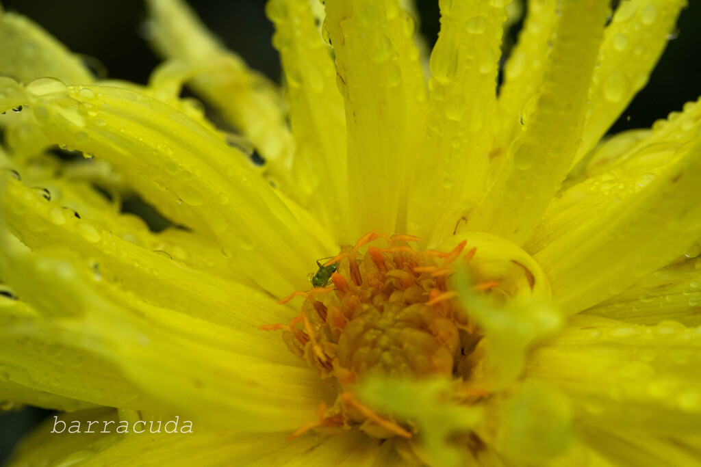 町田ダリア園シリーズ⑤