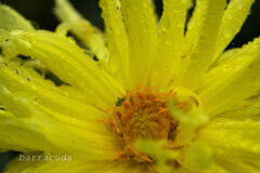 町田ダリア園シリーズ⑤