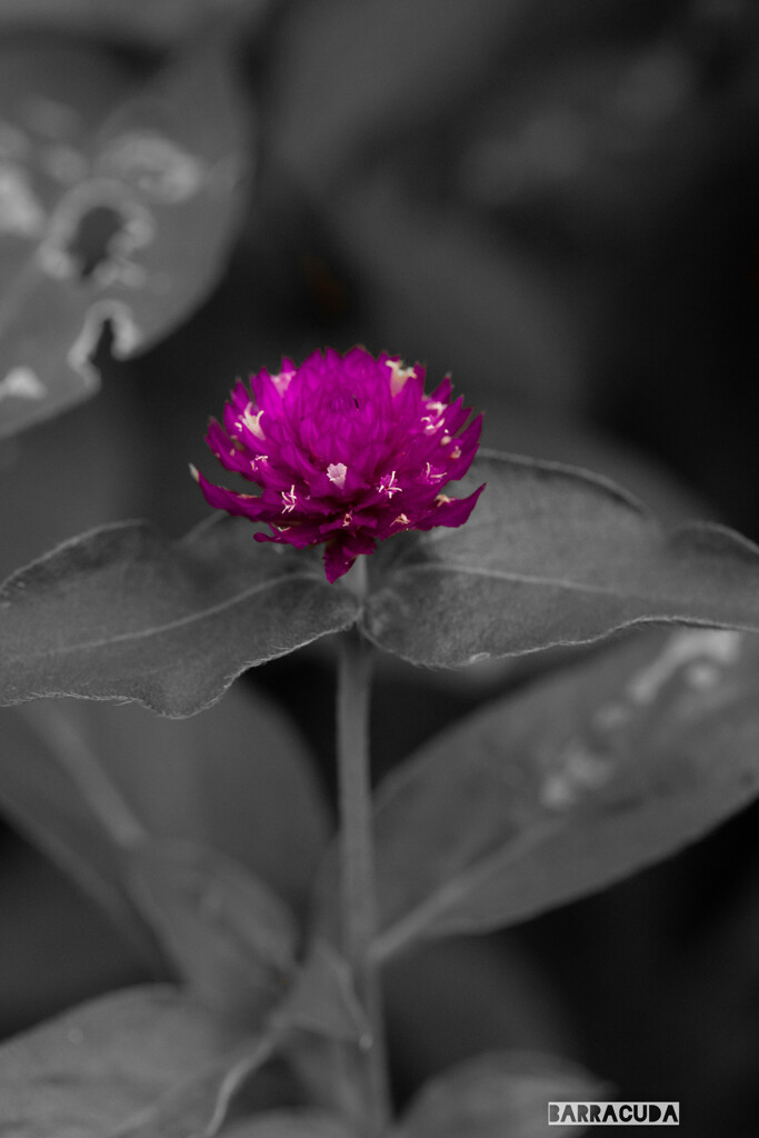 真似してみましたシリーズ(*´з`)　②