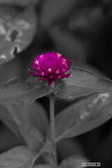 真似してみましたシリーズ(*´з`)　②