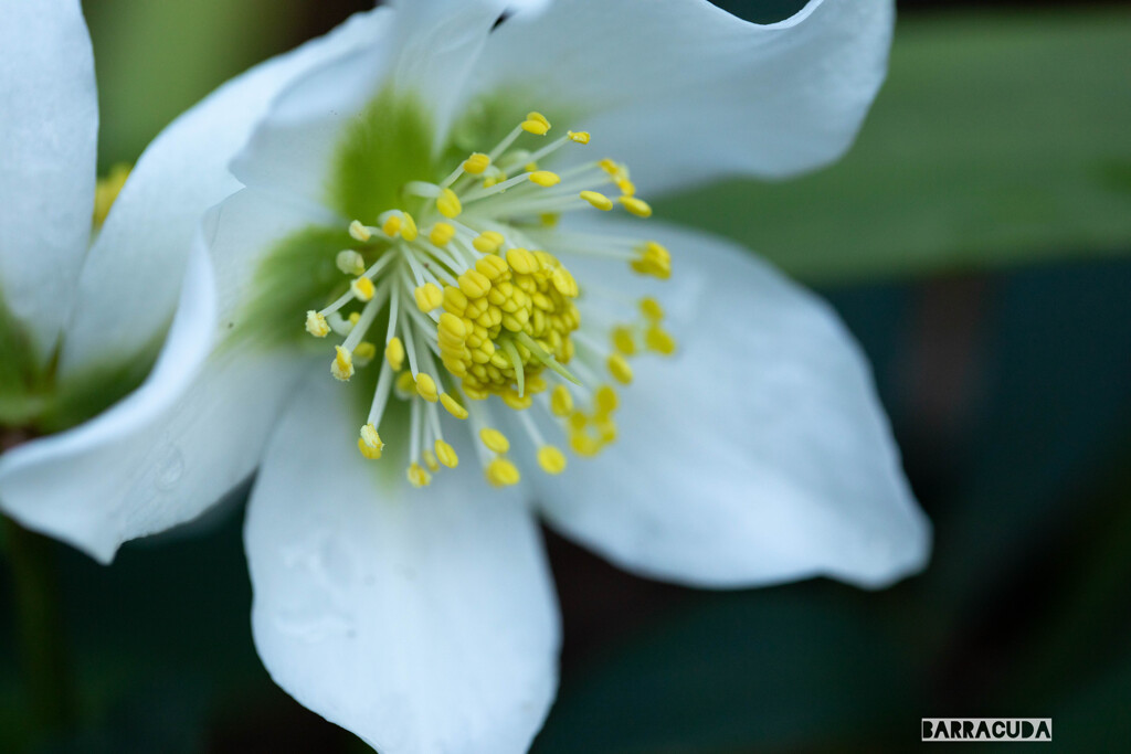 これも薔薇じゃないけど④