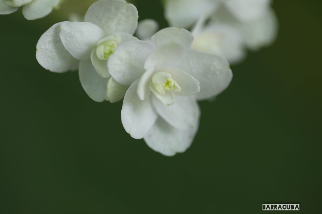 これもなんだ！？