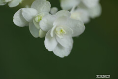 これもなんだ！？