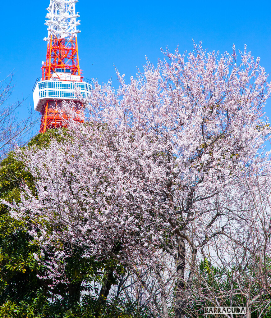 東京タワーシリーズ④