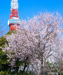 東京タワーシリーズ④